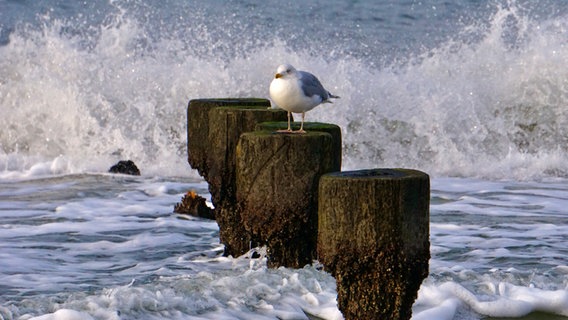 Eine Möwe sitzt auf einer Buhne am Strand. © NDR Foto: Hanna Jenßen aus Ribnitz-Damgarten