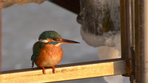 Eisvogel sitzt auf einem Zaun. © NDR Foto: Uwe Jendrzejewski aus Greifswald