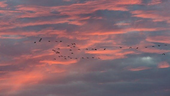 Kraniche fliegen am Himmel © NDR Foto: Uwe Kantz aus Greifswald
