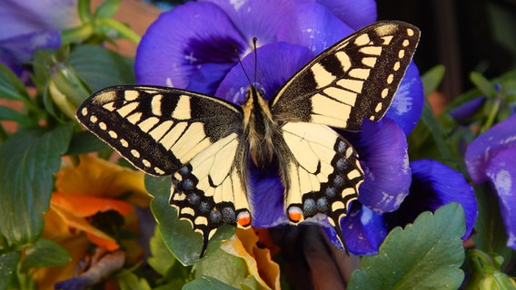 Ein Schwalbenschwanz. © NDR Foto: Wolfram Melcher aus Mustin