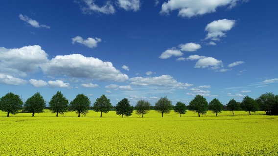 Blick auf eine Baumallee über ein blühendes Rapsfeld. © NDR Foto: Gernot Rücker aus Rostock