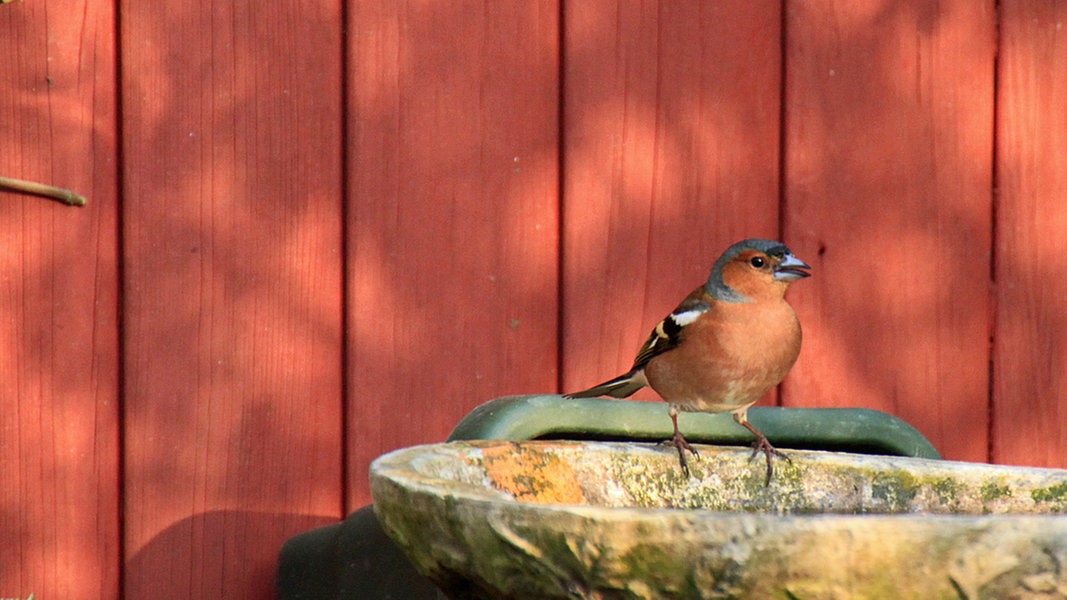 Tranke Fur Vogel Und Insekten Aufstellen Ndr De Ratgeber Garten