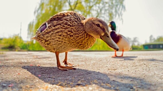 Eine Ente - fotografiert aus der Froschperspektive © NDR Foto: Nadine Rittweger aus Rostock