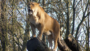 Löwin auf einem Baum (Symbolfoto) © NDR Foto: Siegfried Matylis aus Rostock