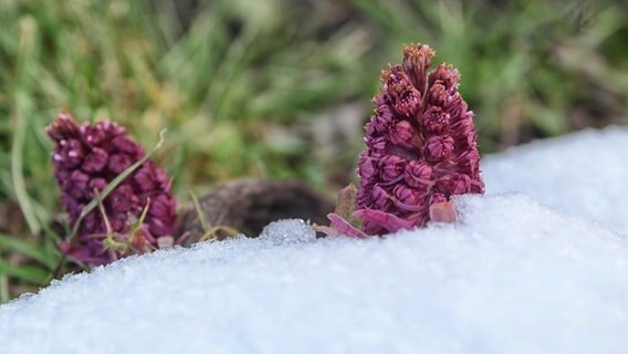 Die Pestwurz trägt trotz Schnees erste Blüten © NDR Foto: Jürgen Evert aus Güstrow