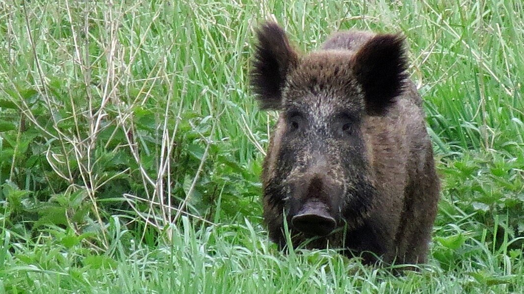 Jagd Auf Wildschweine Soll Verstärkt Werden | NDR.de - Nachrichten ...