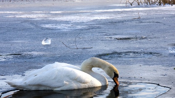 Einen einsamen Schwan am zugefrorenen Reitbahnsee - die einzig eisfreie Stelle weit und breit hatte er für sich entdeckt. Foto: Elke Riedel, Neubrandenburg. © NDR Foto: Elke Riedel