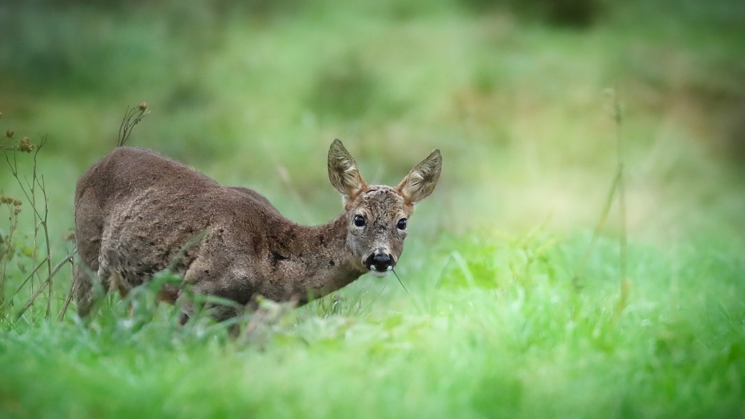 Reh stirbt nach mutmaßlicher Hetzjagd durch Hunde