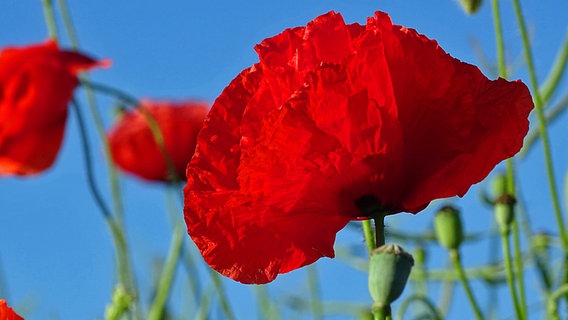 Klatschmohn Ist Die Blume Des Jahres 17 Ndr De Ratgeber Garten