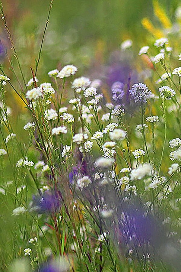 Eine kleine Wildblumenwiese im Rasen anlegen NDR.de