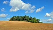 Eine Baumgruppe steht auf einem Hügel auf einem Feld. © NDR Foto: Norbert Brandt