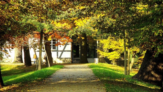 Blick auf den Neubrandenburger Wall unter einem herbstlichen Blätterdach © NDR Foto: Klaus-Dieter Schroeder aus Neubrandenburg