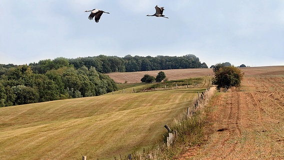 Kraniche fliegen über eine Wiese © NDR Foto: Helgard Schnabel Neubrandenburg