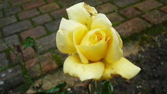 Eine blühende gelbe Rose im Januar © NDR Foto: Barbara Brands aus Burow