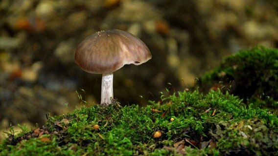 Pilz im Wald © NDR Foto: Loreen Ruckick aus Deven