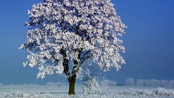 Eine verschneite Winterlandschaft mit einem prächtigen Baum © NDR Foto: Christopher Lohse aus Lühmannsdorf