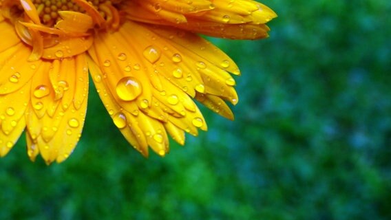 Regentropfen liegen auf einer gelben Blüte © NDR Foto: Peter Heydemann aus Sassnitz