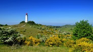 Blühender Ginster vor dem Leuchtturm Dornbusch auf Hiddensee. © NDR Foto: Christian Skerka aus Berlin