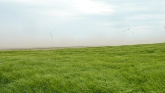 Sandsturm über einem Feld © NDR Foto: Wolfgang Weiß aus Kreutzmannshagen