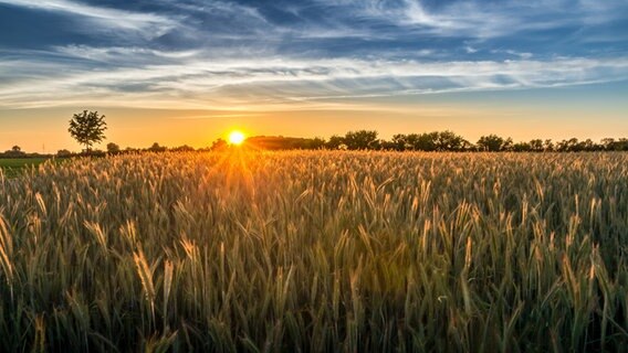 Sonne geht über einem Getreidefeld unter. © NDR Foto: Jens Wolters aus Stralsund