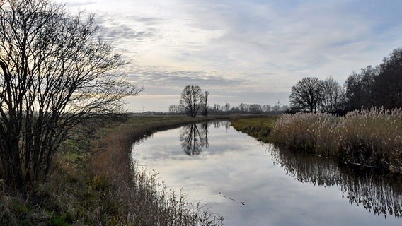 Im Fluss spiegeln sich kahle Bäume und Schilf. © NDR Foto: Günter Kamp aus Greifswald