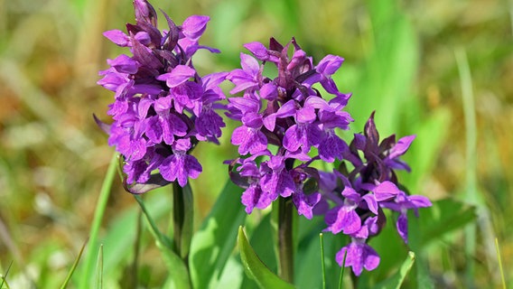 Violette Orchideenstaude. © NDR Foto: Katrin Kunkel aus Ribnitz-Damgarten