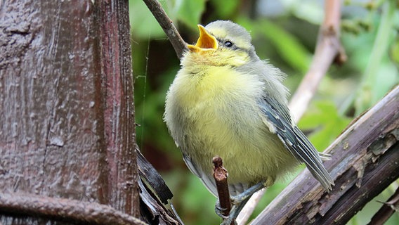 Junge Blaumeise © NDR Foto: Frank Sakuth aus Thiessow