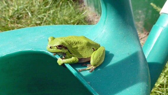 Ein Frosch auf einer Gießkanne. © NDR Foto: Margit Berg aus Stralsund