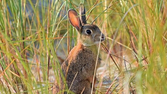Ein Kaninchen sitzt im tiefen Gras. © NDR Foto: Katrin Kunkel aus Ribnitz-Damgarten