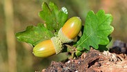 Eicheln an einem Baum © NDR Foto: Katrin Kunkel aus Ribnitz-Damgarten.