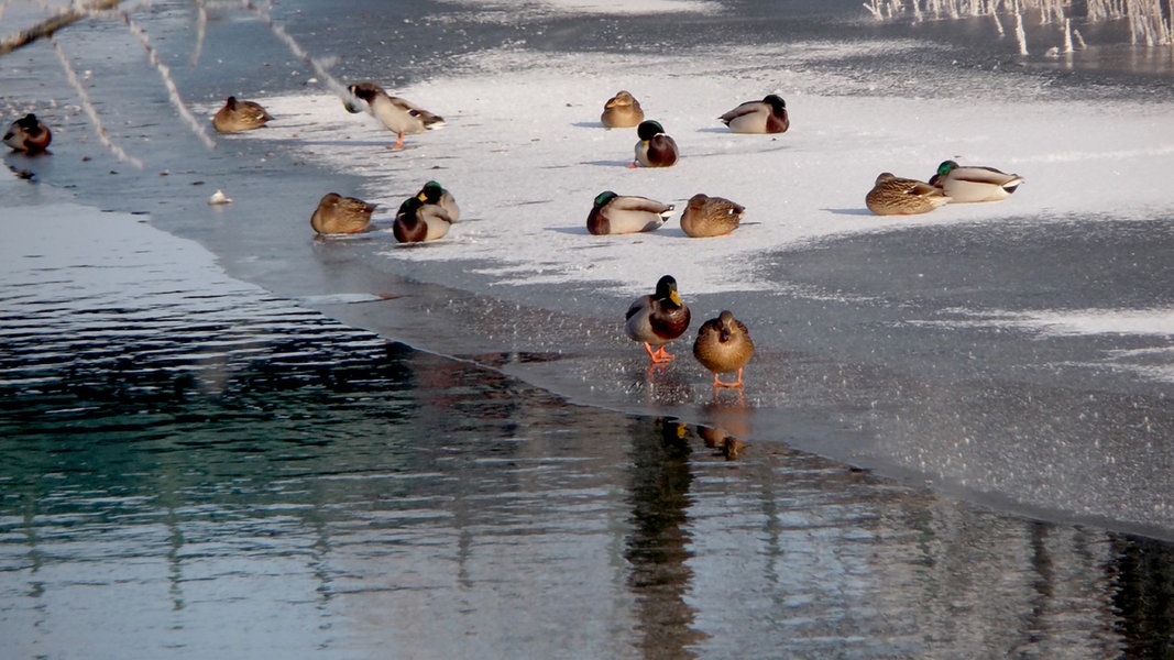 Enten rasten auf der Eisdecke auf einem Gewässer.