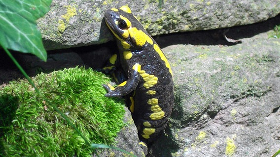 Ein Feuersalamander beim Sonnenbad. © NDR Foto: Bärbel Prielipp aus Seehof OT Hundorf