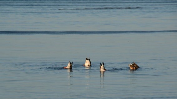 Die Hinterteile von fünf Enten schauen aus dem Wasser. © NDR Foto: Stefanie Adam von der Insel Poel