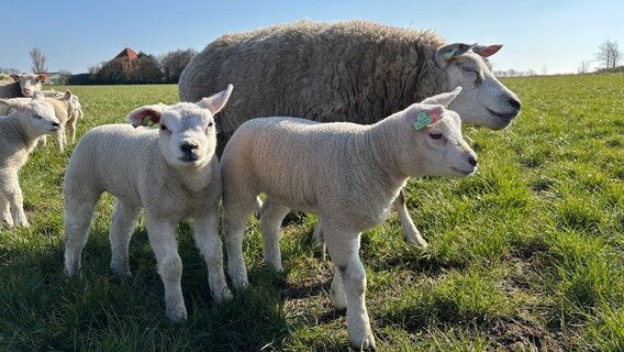 Ido Altenburg ist der erfolgreichste Schafzüchter von Texel. Seine besten Mutterschafe sind mehrmals prämiert, seine Lämmer verkauft er bis nach Frankreich und Großbritannien. Im Frühjahr ist bei Ido Lammzeit - und der 39jährige ist Tag und Nacht im Stall, damit alle Lämmer gesund zur Welt kommen. © NDR/Johannes Schmiedinghoff 