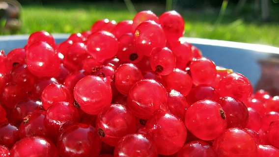 Eine Schale voller roter Johannisbeern im Garten. © CC BY 2.0 Foto: Seph Swain