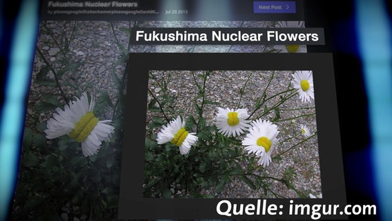 Ein Bild zeigt mutierte Blumen.  Foto: Screenshot