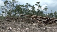 Abgeholzte Bäume im indonesischen Regenwald © NDR Foto: Screenshot