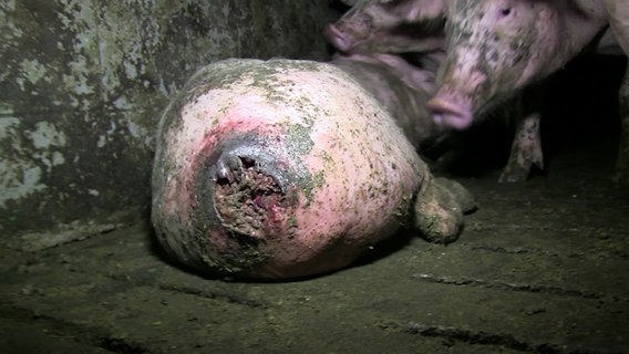 Eine offene Wunde am After eines Schweins. © ARIWA 