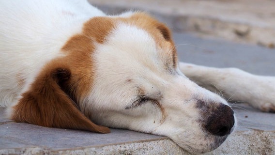 Das Cushing-Syndrom bei Hunden | - Verbraucher