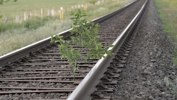 Ein junger Baum wächst auf Bahngleisen © Rainer Stuntebeck Foto: Rainer Stuntebeck