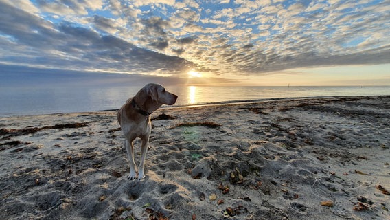 Hund steht bei Sonnenaufgang am Strand © Maik Henningsen Foto: Maik Henningsen
