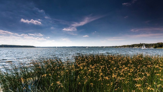 Blumen im Vordergrund, Ratzeburger See bei Rothenhusen im Hintergrund. © Thomas Podella Foto: Thomas Podella