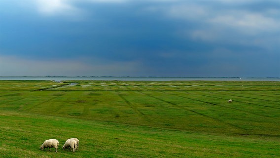 Schafe grasen auf einer Wiese auf der Halbinsel Nordstrand © NDR Foto: Pit Dahlke