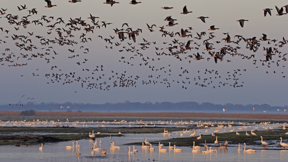 Über 1000 Sing- und Zwergschwäne fliegen oder sitzen in Stapelholm bei Bergenhusen. © Uwe Naeve Foto: Uwe Naeve