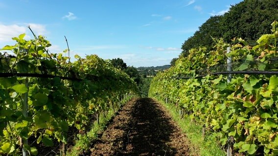 Reben auf einem Weingut © NDR 