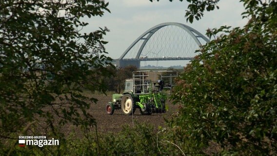 Ein grüner Trecker fährt auf einem Versuchsfeld auf Fehmarn. © NDR 