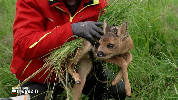 Ein Jäger hält ein kleines Rehkitz in seinen Händen. © NDR 