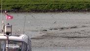 Vögel laufen auf dem Schlick in einem Hafen in Borsfleth. © NDR 