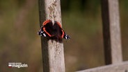 Ein Schmetterling sitzt an einer Latte eines Zauns in einem Garten. © NDR 