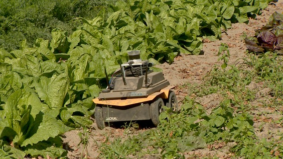 Ein flacher Roboter der Uni Lübeck fährt über ein Feld zwischen verschiedenen Salatsorten. © NDR 